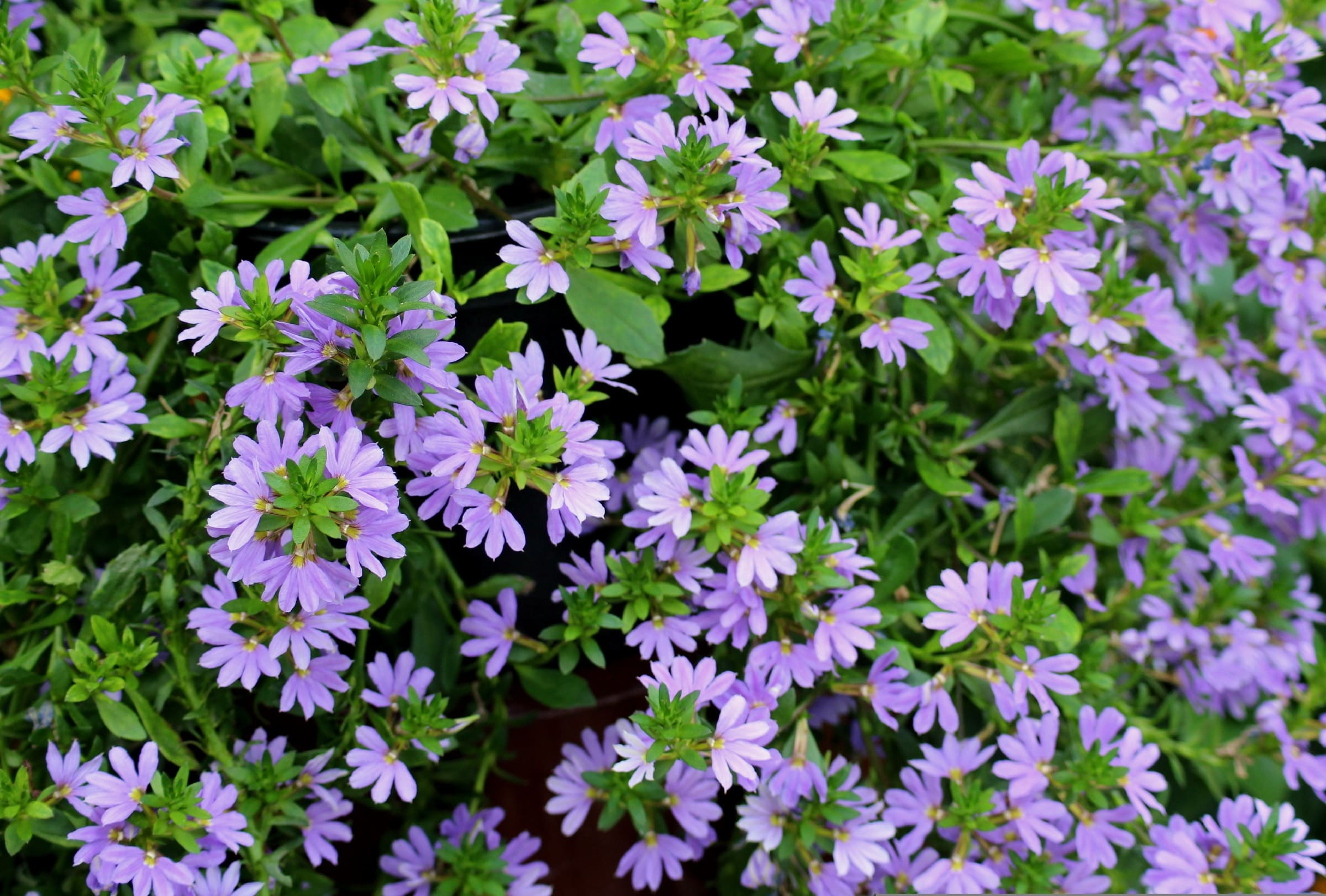 Many scaevola fan flowers growing along the ground. Each flower is a light purple-blue color with a green centre.